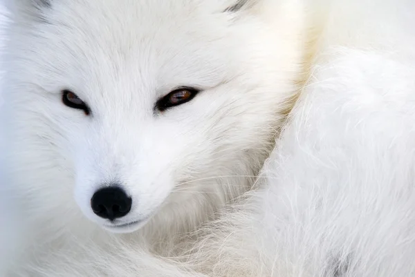 Arctic Fox — Stock Photo, Image