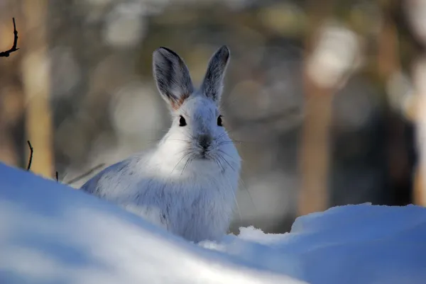 Снежный заяц — стоковое фото