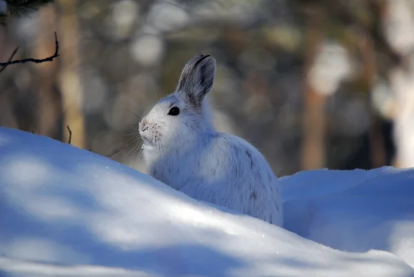 Snöskor hare — Stockfoto