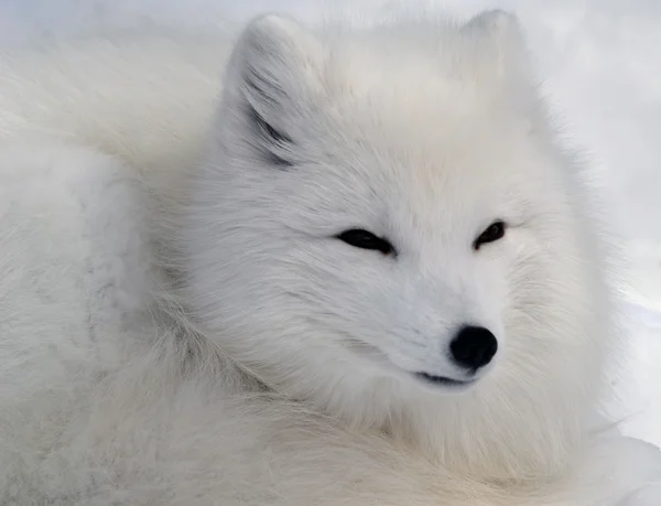 Αρκτική αλεπού Royalty Free Εικόνες Αρχείου