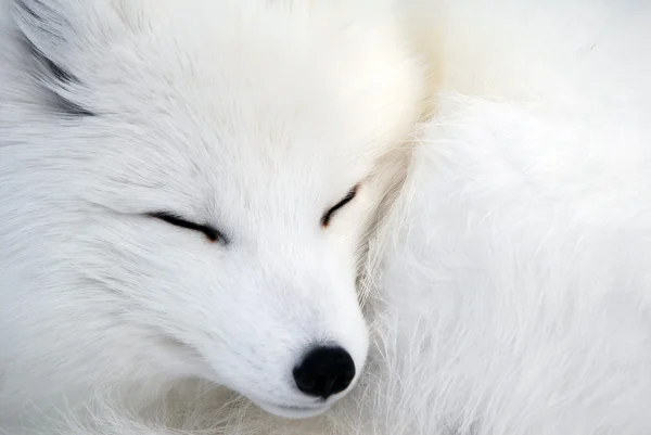Αρκτική αλεπού Royalty Free Φωτογραφίες Αρχείου