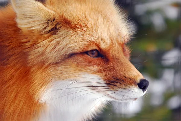 Red Fox Royalty Free Stock Images