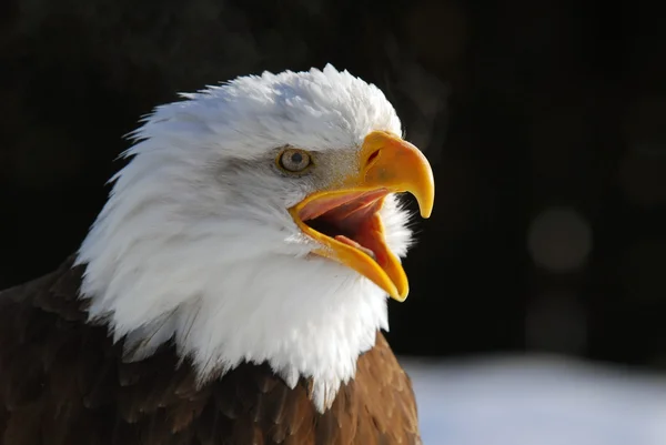Aquila calva americana Fotografia Stock
