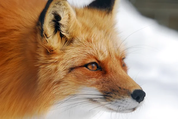 Κόκκινη αλεπού Royalty Free Εικόνες Αρχείου