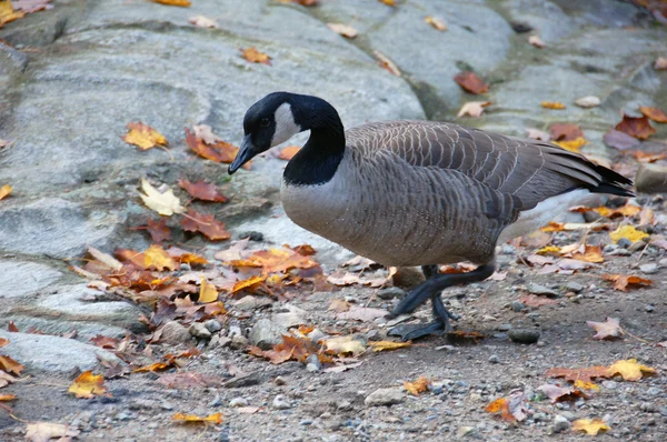 Canada Geese — Stock Photo, Image