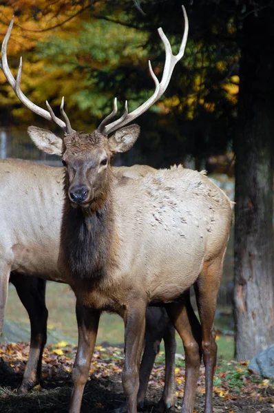 Wild Elk Beautifull Day Autumn — Stock Photo, Image