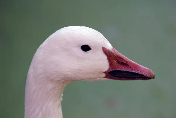 Close Portrait Goose Green Background — Stock Photo, Image
