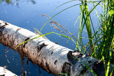 The bridge through the spring arounded with grass. clipart