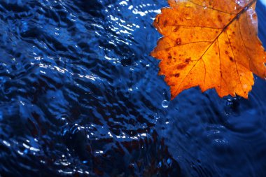 sonbaharda sarı yaprak ile koyu mavi üzerinde yağmur damlaları