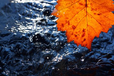 sonbaharda sarı yaprak ile koyu mavi üzerinde yağmur damlaları