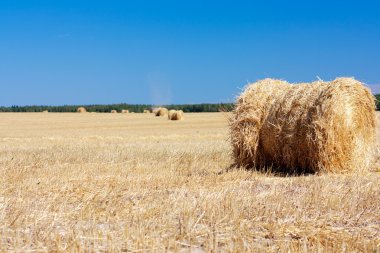 buğday haystacks Hasattan sonraki. yaz. arka plan.