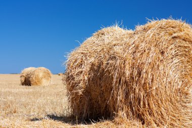 buğday haystacks Hasattan sonraki.