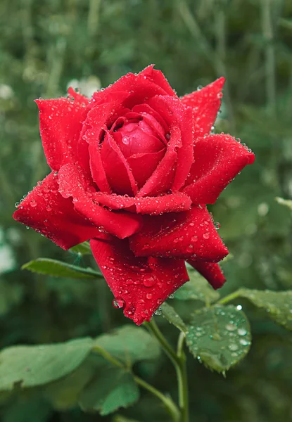 stock image Red garden rose