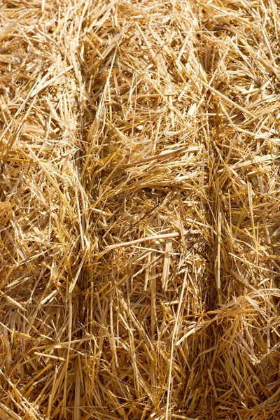 Pšenice stohy sena záběr — Stock fotografie