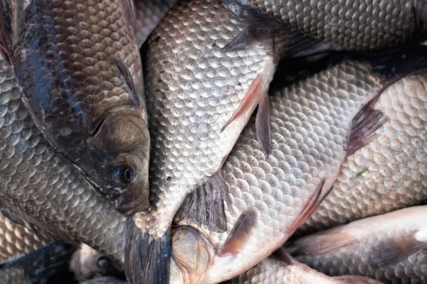 Stock image Fresh just caught live river fish. Crucian.