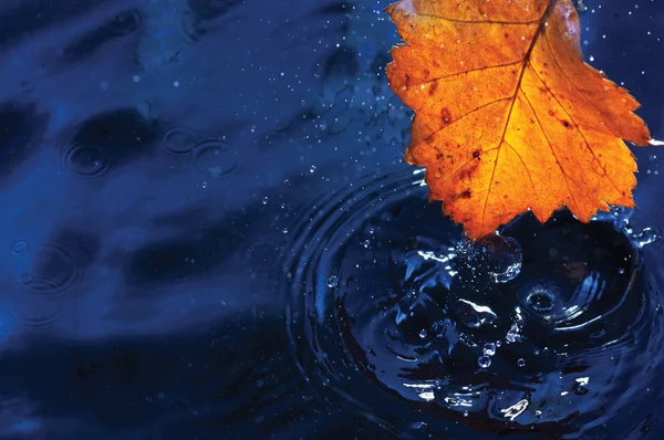 Autumn Yellow Leaf Drops Rain Dark Blue — Stock Photo, Image