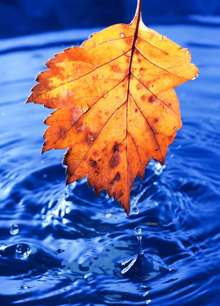 Jesień Liść Żółty Krople Deszczu Ciemny Niebieski — Zdjęcie stockowe
