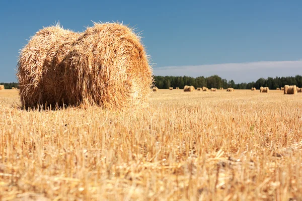 Buğday haystacks Hasattan sonraki. — Stok fotoğraf