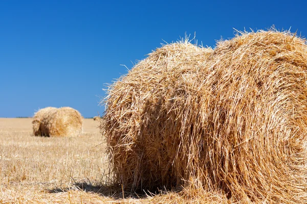 Pšenice stohy sena po sklizni. — Stock fotografie