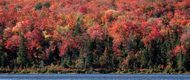 sonbahar algonquin shore