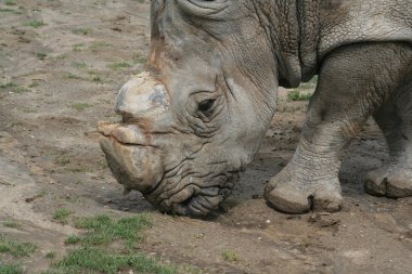 Beyaz rhino besleme