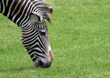 Zebra otlatma