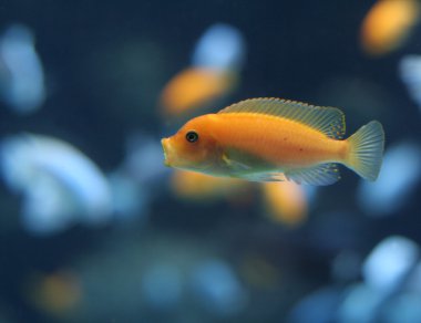 Orange Cichlid clipart