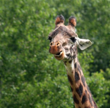 Chewing Giraffe clipart
