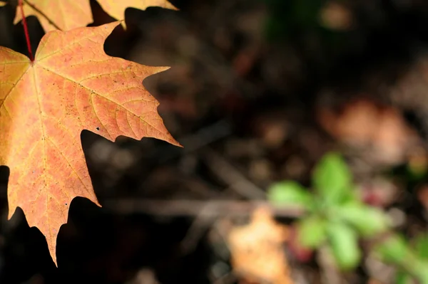 Turuncu akçaağaç yaprağı — Stok fotoğraf