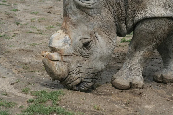 White Rhino Feeding — Stock Photo, Image