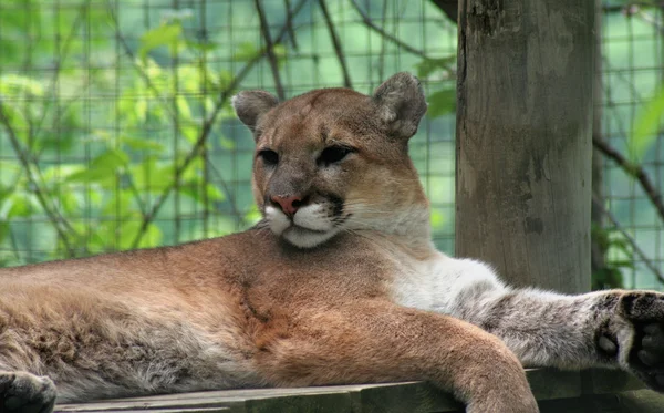 Calma Cougar — Foto de Stock
