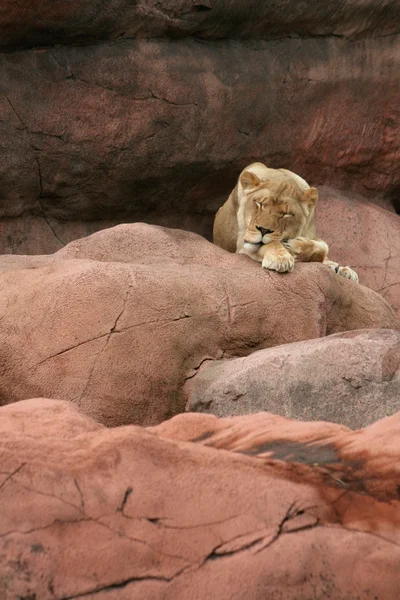 Dişi aslan uyuyor — Stok fotoğraf
