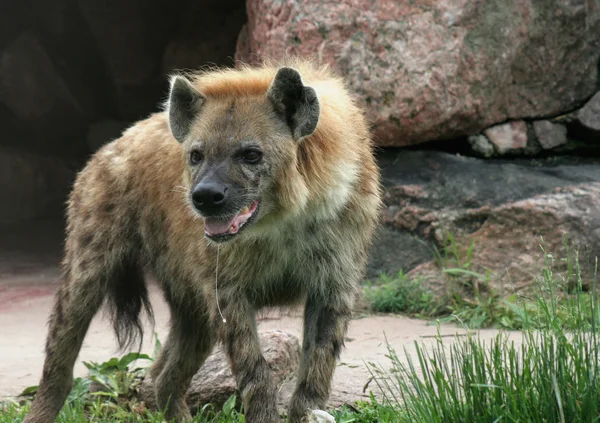 A babar Hyena — Fotografia de Stock