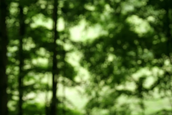 Defokuserad skog — Stockfoto
