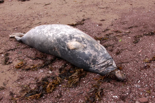 Harbor Seal Carcass — Stock Photo, Image