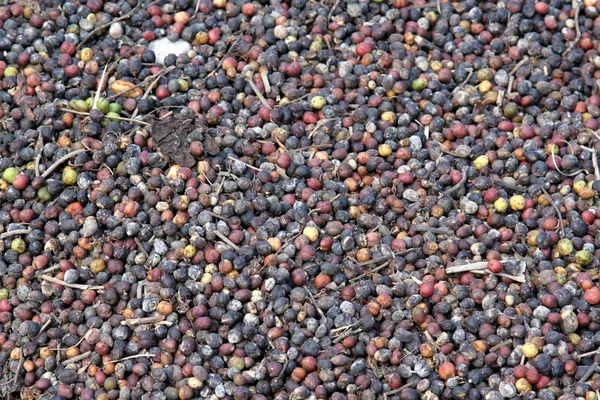 Close-up van koffie fruit — Stockfoto