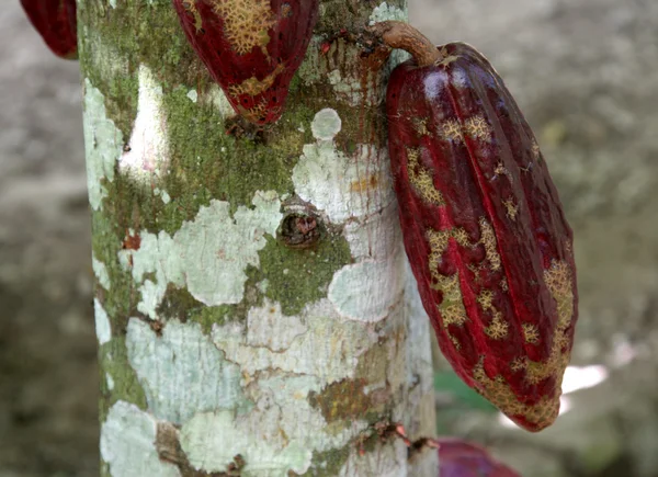 Какао стручок на дереве — стоковое фото