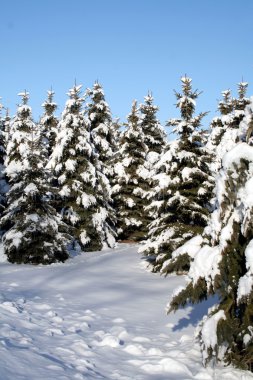 Snow Covered Spruce clipart