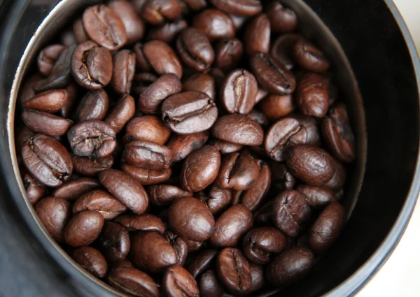Grains de café frais — Photo