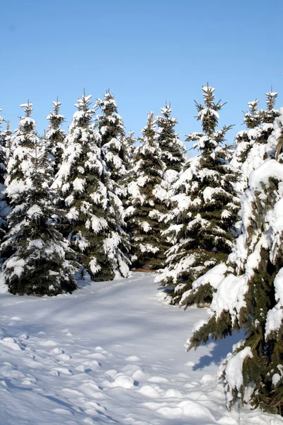 雪盖的云杉 — 图库照片