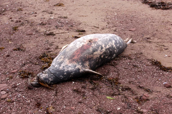 Dead Harbor Seal — Stock Photo, Image