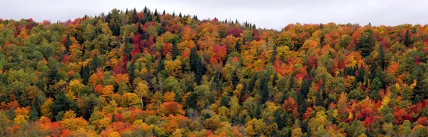Floresta de outono em uma colina — Fotografia de Stock