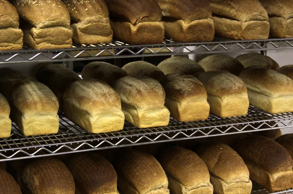 Fileiras de pão acabado de assar — Fotografia de Stock