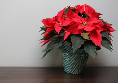 Poinsettia on a Table clipart