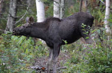 Feeding Moose clipart