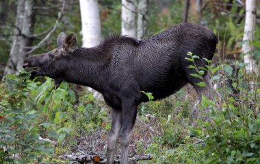 bir geyik nova scotia Kanada cape breton highlands Milli Parkı içinde küçük bir ağaç beslenirler.