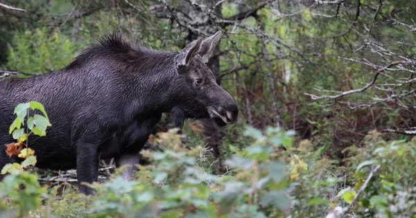 ケープ ブレトン ハイランズ国立公園 ノバスコシア カナダのに沿って移動若いムース — ストック写真
