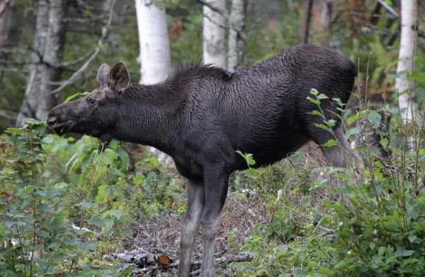 Alimentación Moose —  Fotos de Stock