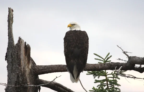 Águila calva de popa —  Fotos de Stock