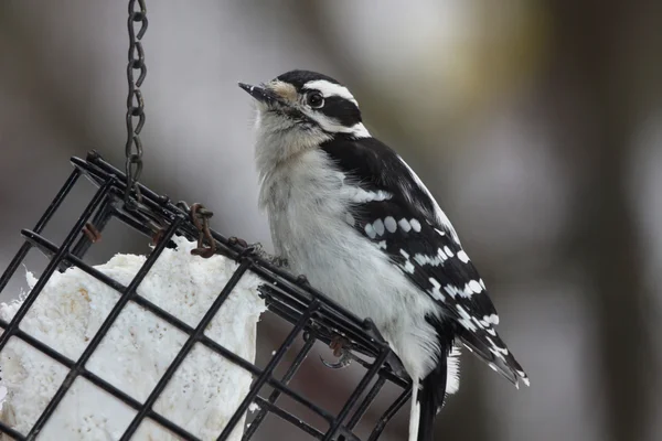 Downy Woodpecker comendo Suet — Fotografia de Stock